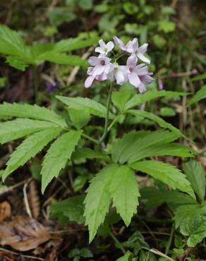 Fotografia 4 da espécie Cardamine heptaphylla no Jardim Botânico UTAD