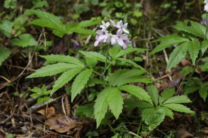 Fotografia da espécie Cardamine heptaphylla