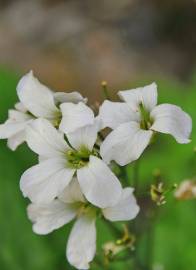 Fotografia da espécie Cardamine heptaphylla