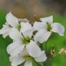 Fotografia 5 da espécie Cardamine heptaphylla do Jardim Botânico UTAD