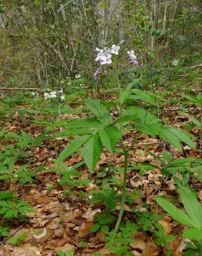 Fotografia 6 da espécie Cardamine heptaphylla no Jardim Botânico UTAD