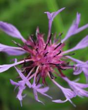 Fotografia da espécie Centaurea triumfetti