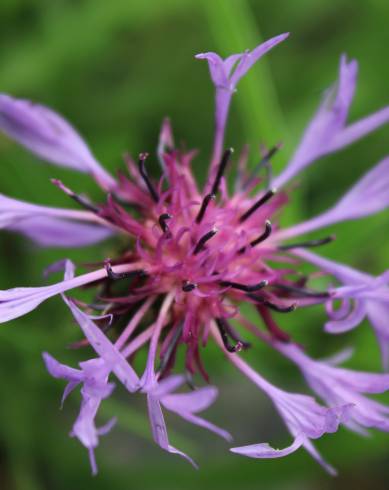 Fotografia de capa Centaurea triumfetti - do Jardim Botânico