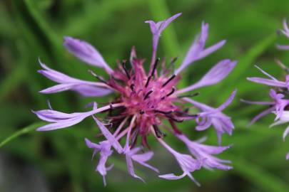 Fotografia da espécie Centaurea triumfetti