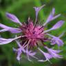 Fotografia 1 da espécie Centaurea triumfetti do Jardim Botânico UTAD