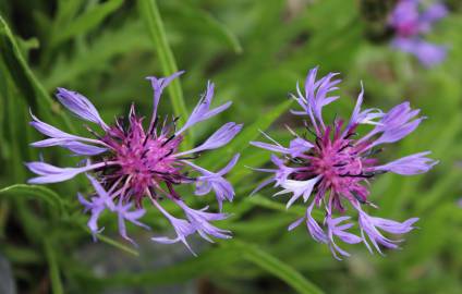 Fotografia da espécie Centaurea triumfetti