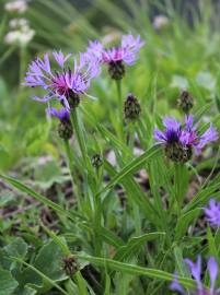 Fotografia da espécie Centaurea triumfetti