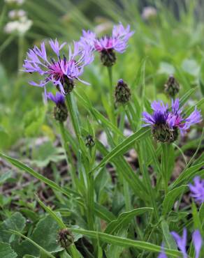 Fotografia 3 da espécie Centaurea triumfetti no Jardim Botânico UTAD