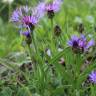 Fotografia 3 da espécie Centaurea triumfetti do Jardim Botânico UTAD