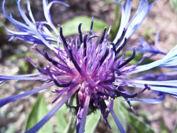 Fotografia da espécie Centaurea triumfetti