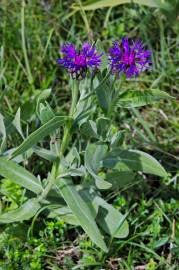 Fotografia da espécie Centaurea triumfetti