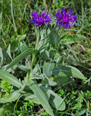 Fotografia 5 da espécie Centaurea triumfetti no Jardim Botânico UTAD