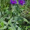 Fotografia 5 da espécie Centaurea triumfetti do Jardim Botânico UTAD