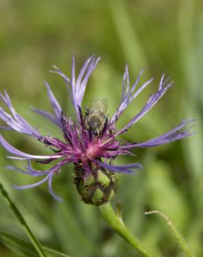 Fotografia 6 da espécie Centaurea triumfetti no Jardim Botânico UTAD