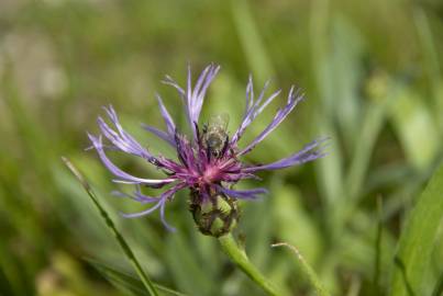 Fotografia da espécie Centaurea triumfetti