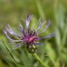 Fotografia 6 da espécie Centaurea triumfetti do Jardim Botânico UTAD