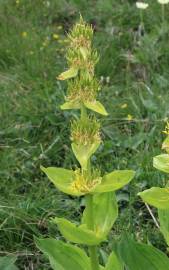 Fotografia da espécie Gentiana lutea subesp. lutea