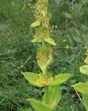 Fotografia 5 da espécie Gentiana lutea subesp. lutea no Jardim Botânico UTAD