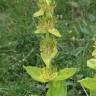 Fotografia 5 da espécie Gentiana lutea subesp. lutea do Jardim Botânico UTAD