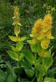 Fotografia da espécie Gentiana lutea subesp. lutea