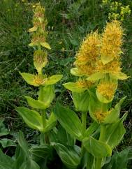 Gentiana lutea subesp. lutea