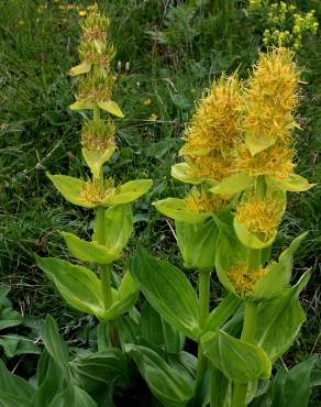 Fotografia 1 da espécie Gentiana lutea subesp. lutea no Jardim Botânico UTAD