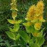 Fotografia 1 da espécie Gentiana lutea subesp. lutea do Jardim Botânico UTAD