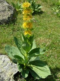 Fotografia da espécie Gentiana lutea subesp. lutea