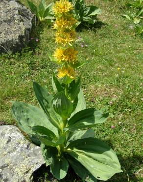 Fotografia 6 da espécie Gentiana lutea subesp. lutea no Jardim Botânico UTAD