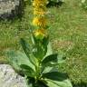 Fotografia 6 da espécie Gentiana lutea subesp. lutea do Jardim Botânico UTAD