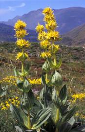 Fotografia da espécie Gentiana lutea subesp. lutea