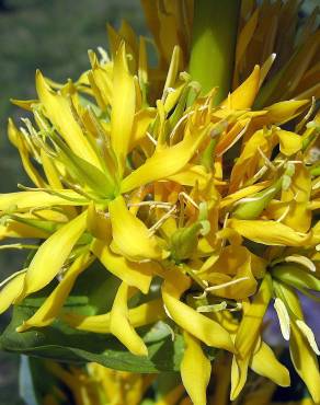 Fotografia 8 da espécie Gentiana lutea subesp. lutea no Jardim Botânico UTAD