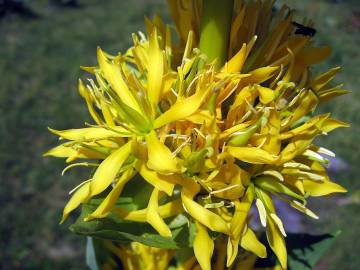 Fotografia da espécie Gentiana lutea subesp. lutea