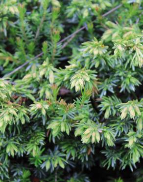 Fotografia 4 da espécie Juniperus communis subesp. alpina no Jardim Botânico UTAD
