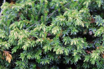 Fotografia da espécie Juniperus communis subesp. alpina