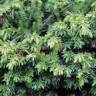 Fotografia 4 da espécie Juniperus communis subesp. alpina do Jardim Botânico UTAD