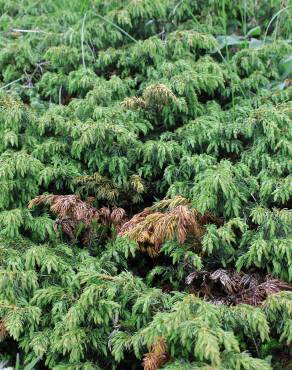 Fotografia 5 da espécie Juniperus communis subesp. alpina no Jardim Botânico UTAD