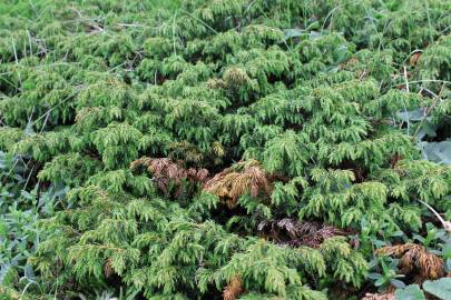 Fotografia da espécie Juniperus communis subesp. alpina