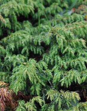 Fotografia 6 da espécie Juniperus communis subesp. alpina no Jardim Botânico UTAD