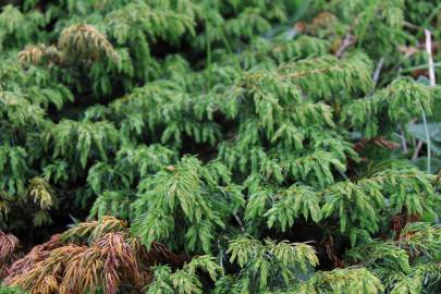 Fotografia da espécie Juniperus communis subesp. alpina