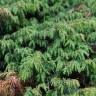 Fotografia 6 da espécie Juniperus communis subesp. alpina do Jardim Botânico UTAD