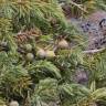 Fotografia 7 da espécie Juniperus communis subesp. alpina do Jardim Botânico UTAD