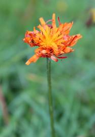 Fotografia da espécie Crepis aurea
