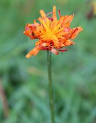 Crepis aurea