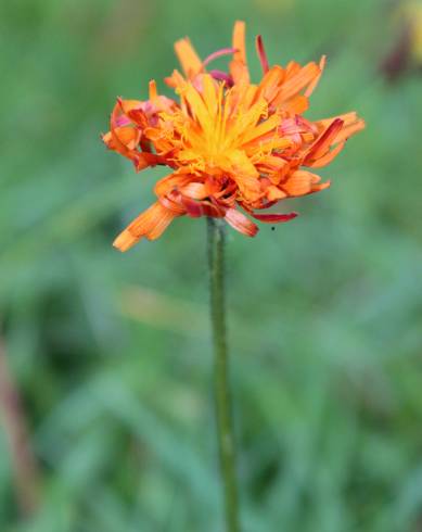 Fotografia de capa Crepis aurea - do Jardim Botânico