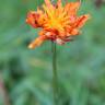 Fotografia 1 da espécie Crepis aurea do Jardim Botânico UTAD