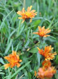 Fotografia da espécie Crepis aurea