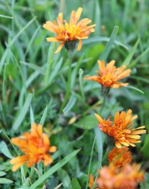 Fotografia 3 da espécie Crepis aurea no Jardim Botânico UTAD