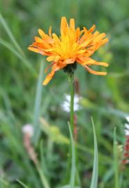 Fotografia da espécie Crepis aurea