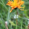 Fotografia 4 da espécie Crepis aurea do Jardim Botânico UTAD